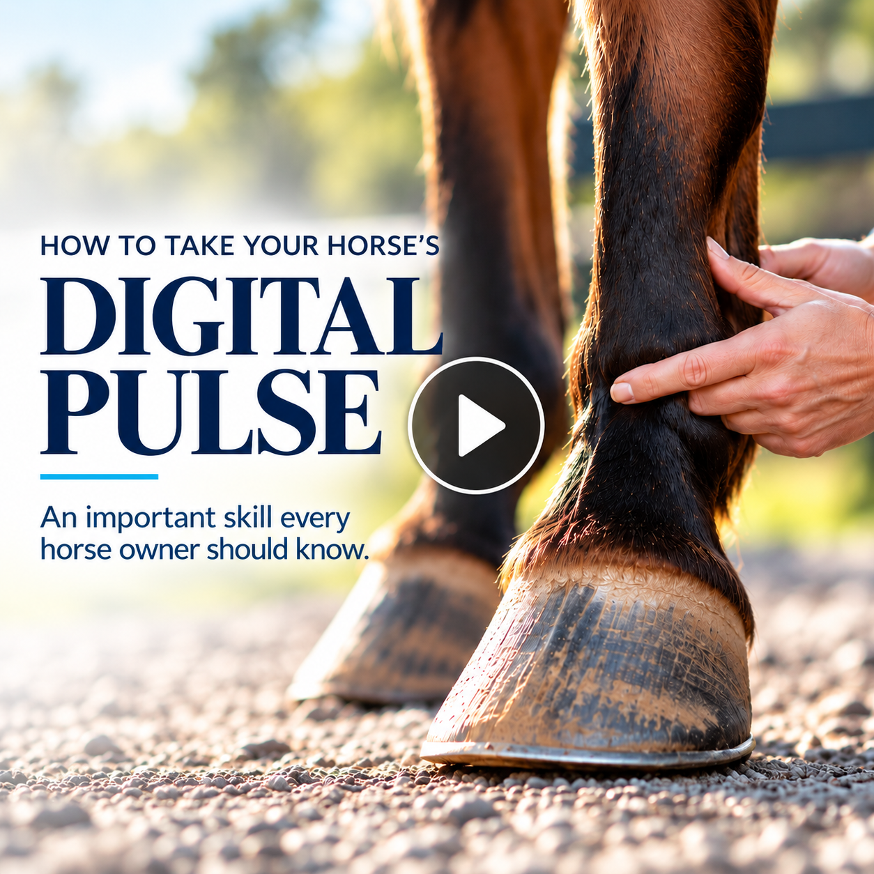 How To Take Your Horse's Digital Pulse